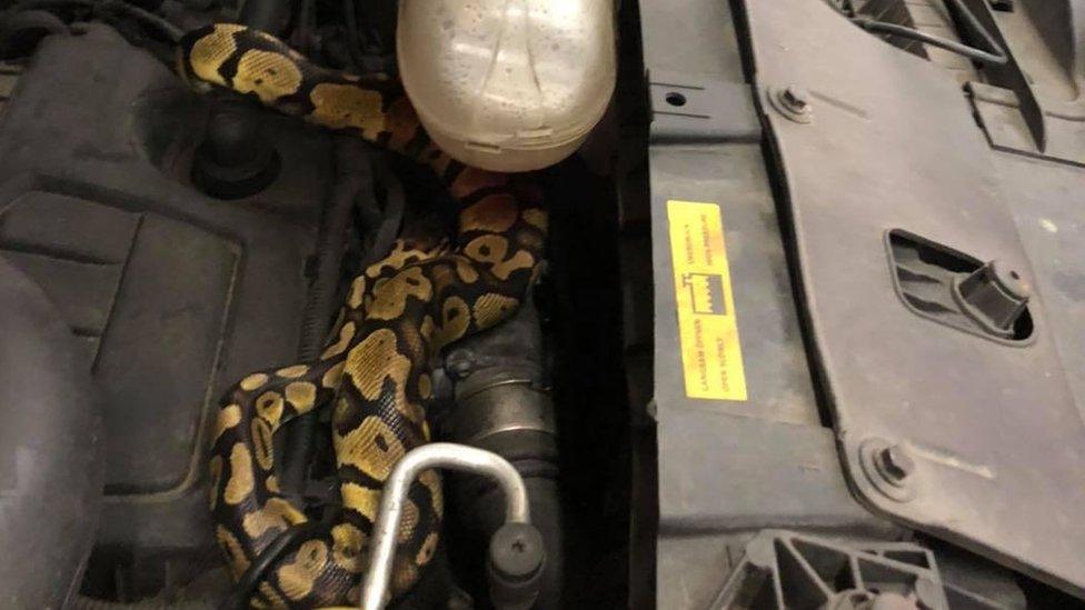 Snake in car