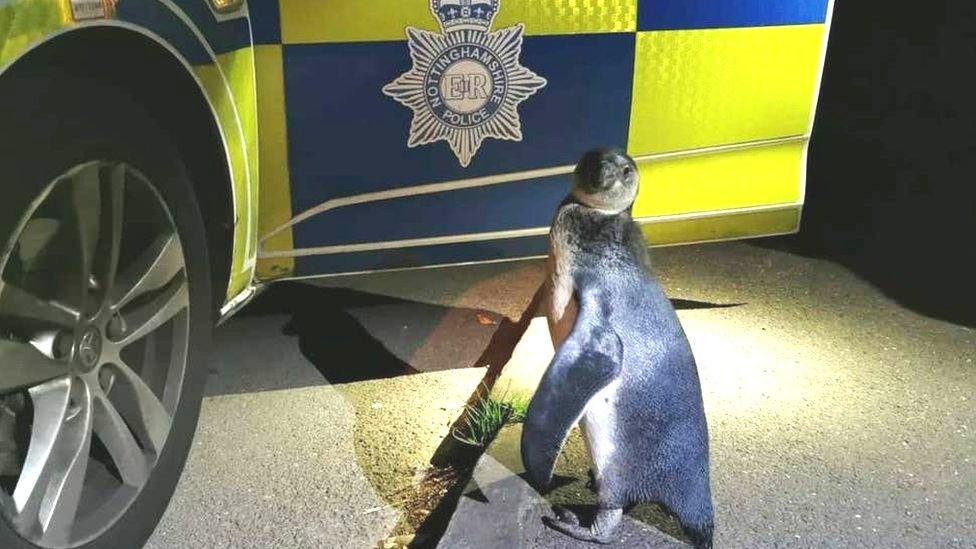 penguine and police