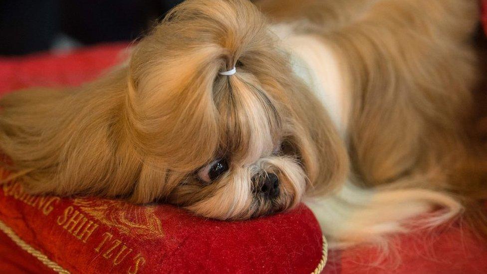 Shih tzu dog rests on a pillow