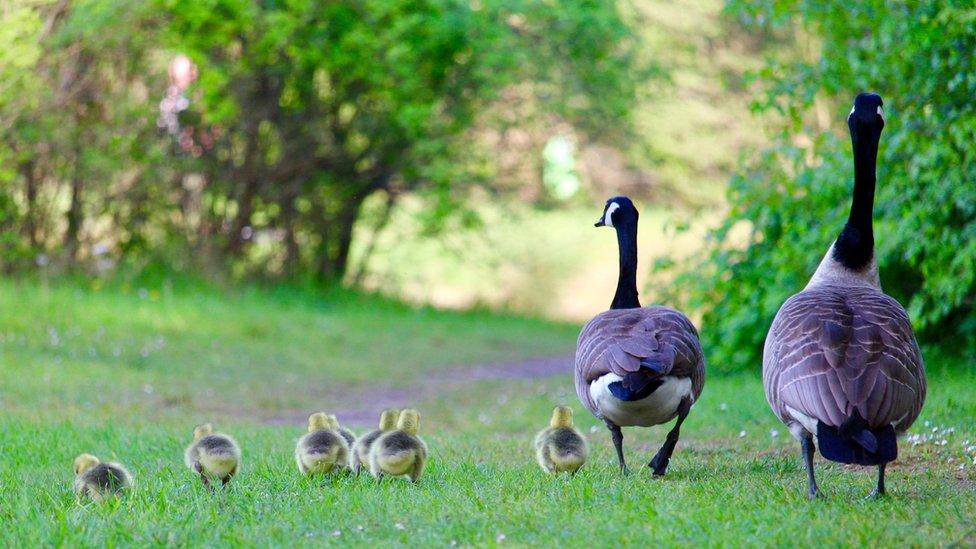 A giggle with a gaggle of gorgeous goslings on a family stroll at Parc Penallta in Hengoed was captured by Chris Thompson.