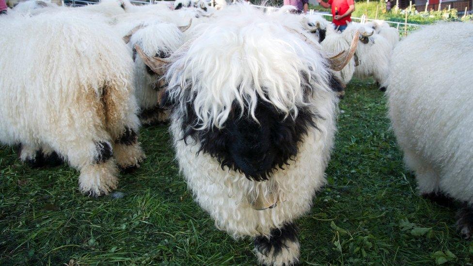 A Valais blacknose