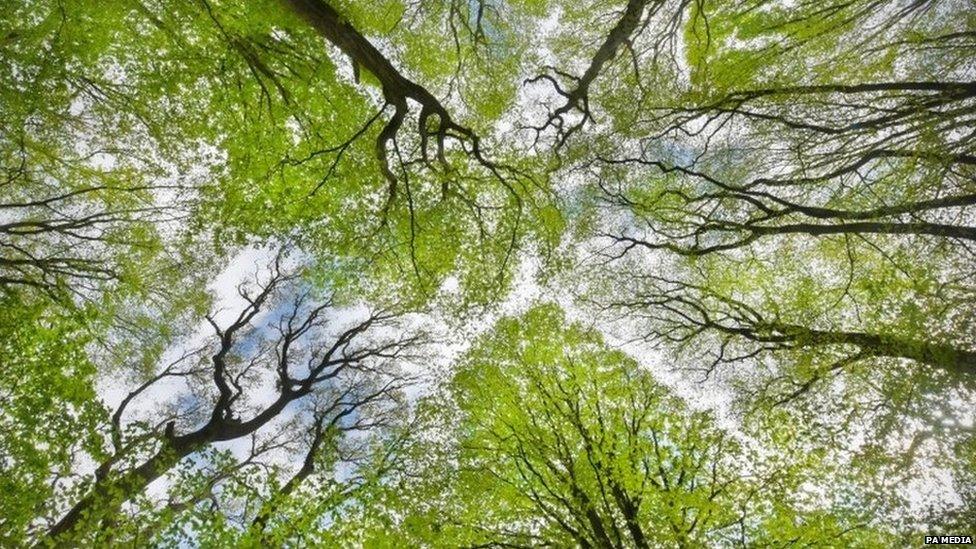 Woodland canopy