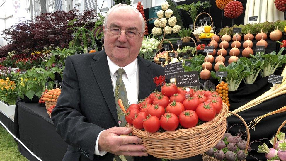 Medwyn Williams with Y Ddraig Goch tomatoes on his stand at RHS Chelsea 2019