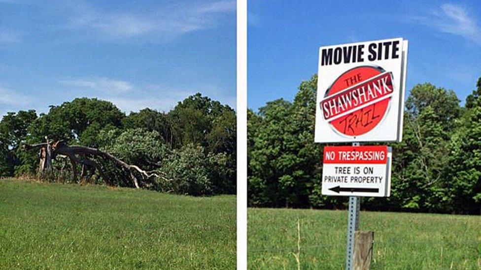 Felled Shawshank tree