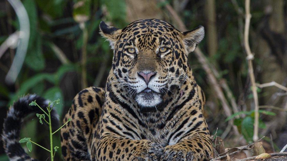 jaguar