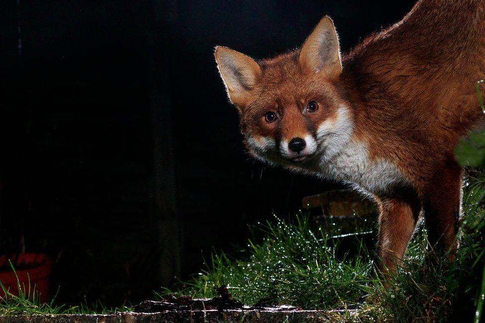 A fox in a garden in Amersham, England