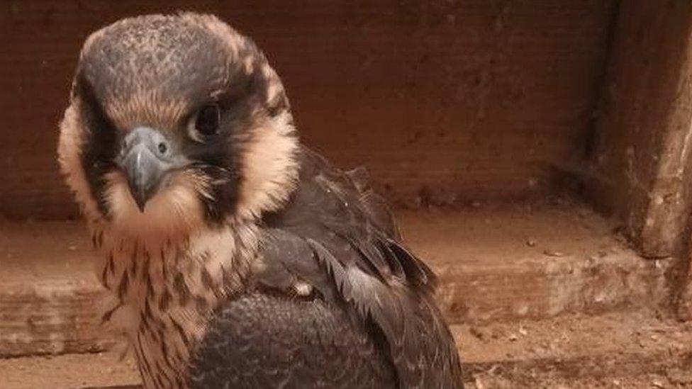 TFS - the injured peregrine