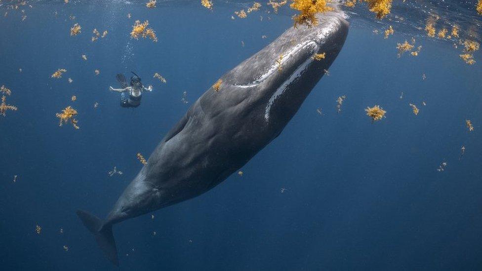 a large sperm whale hovers near the surface of the ocean with a diver wearing a snorkel swimming nearby