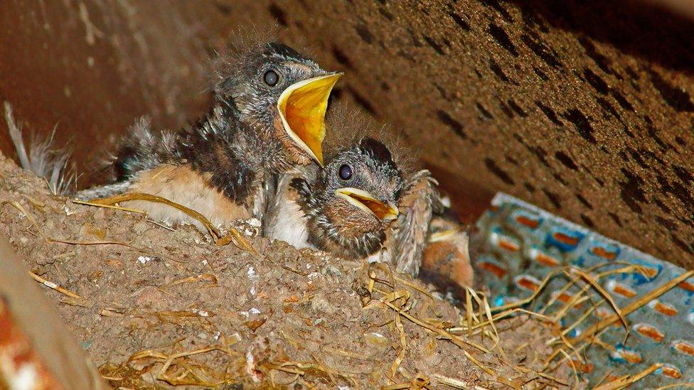 Swallow chicks in the Cotswolds