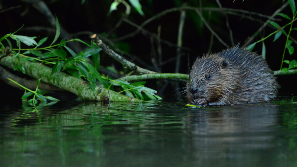 Beaver