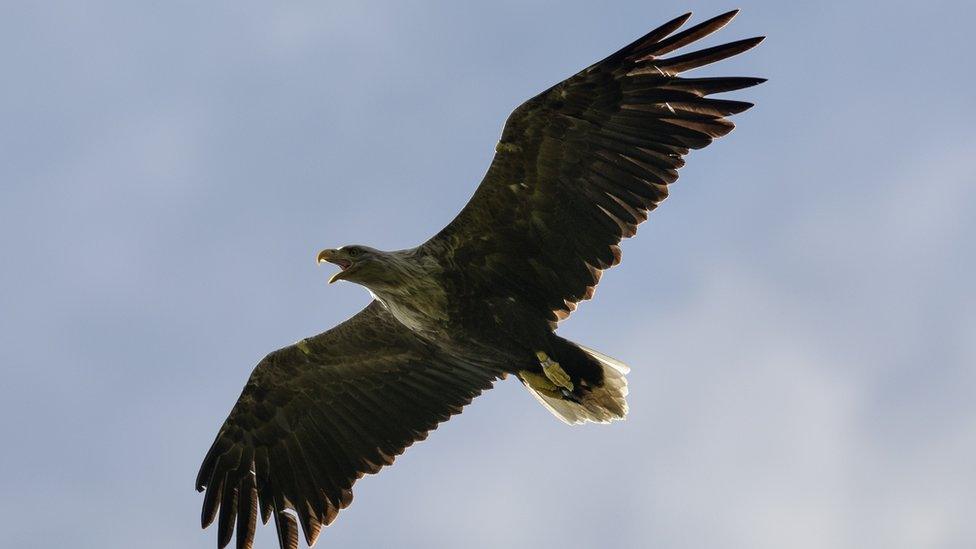 An-adult-white-tailed-eagle-soars-above-its-nest-as-conservationists-ring-its-chick-on-the-Isle-of-Mull,-Scotland.