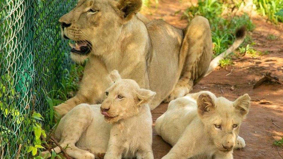 Lioness and cubs