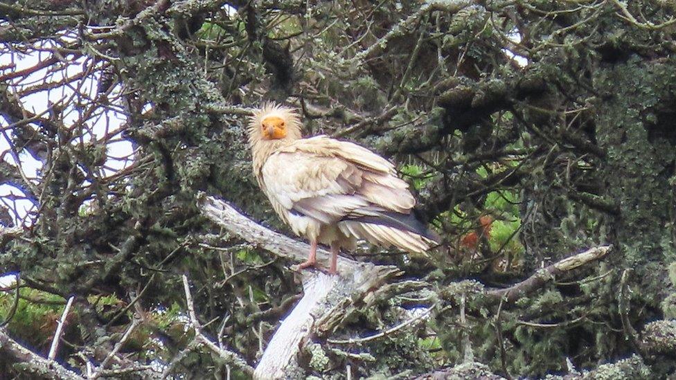 Egyptian vulture in Tresco