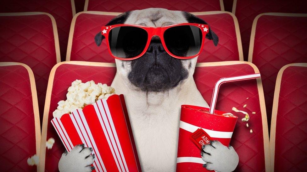 dog-cinema.