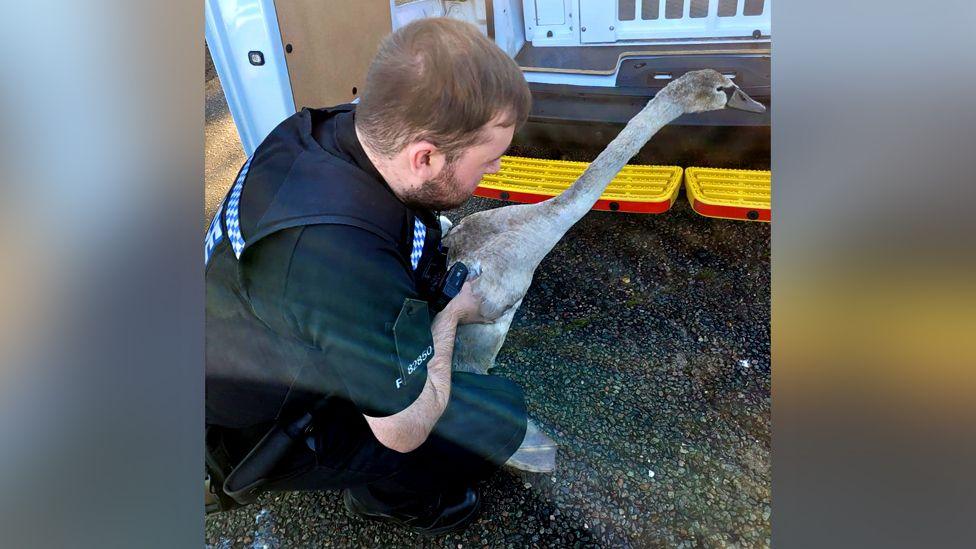 A male police officer squatting down side on and holding a young swan, still with grey feathers, in his arms. Its neck is extended. Behind them is the back of a police vehicle.