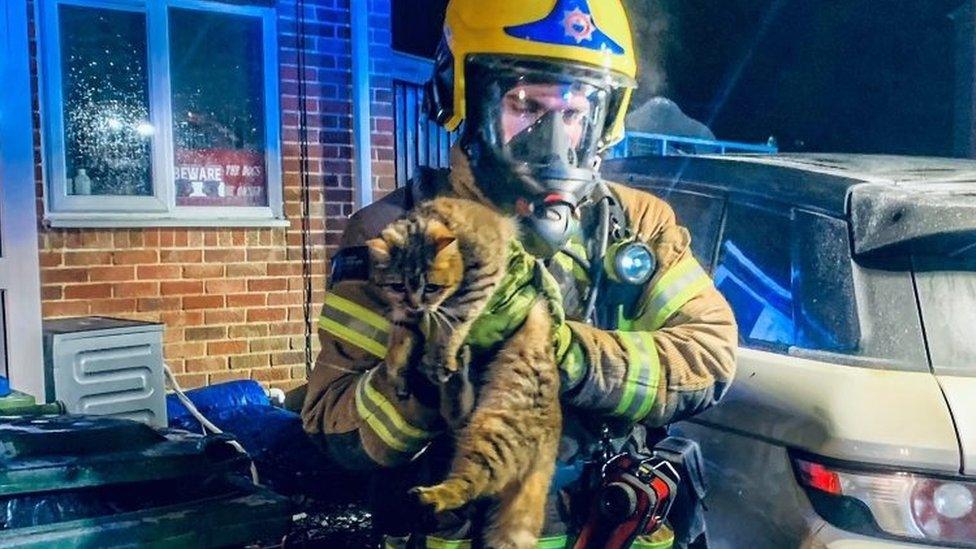 Firefighter rescues cat