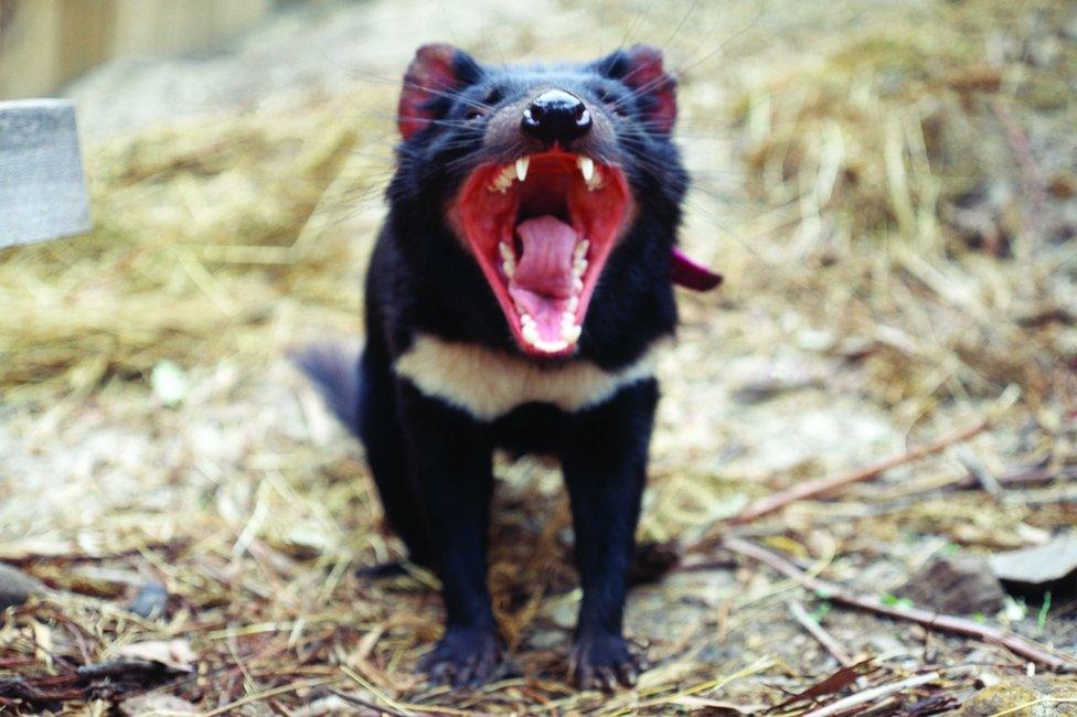 Tasmanian devil