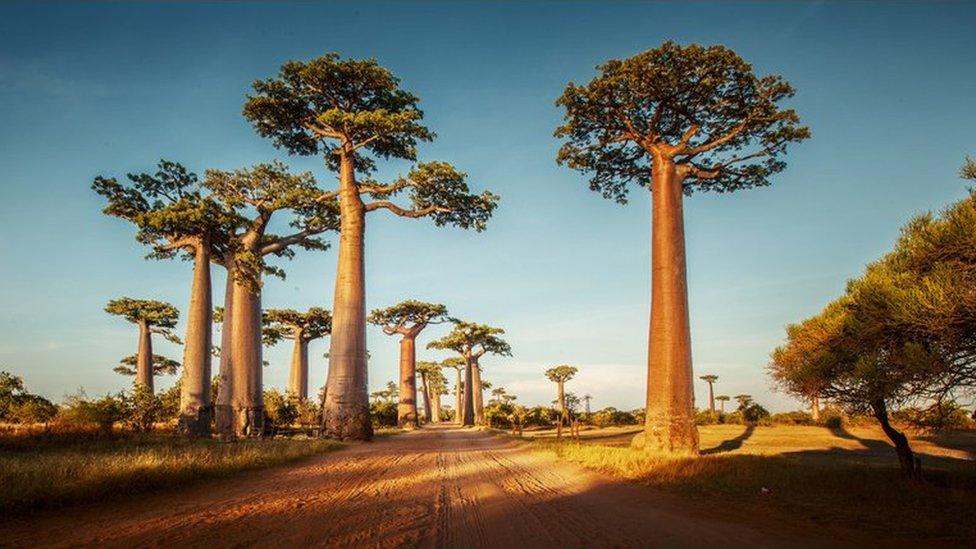 Baobab trees in Africa