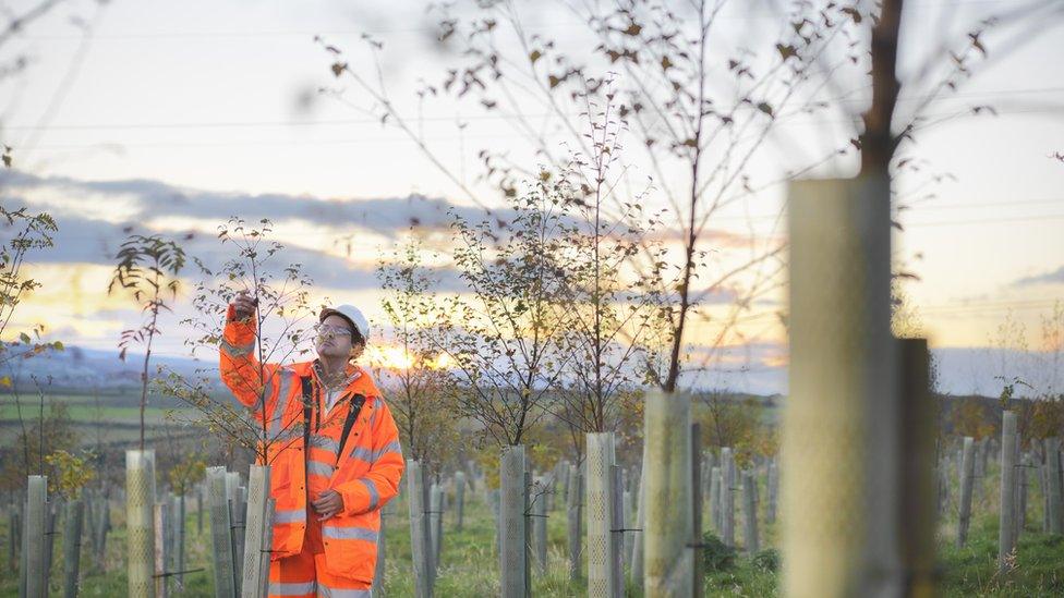 A worker is on a tree planting farm