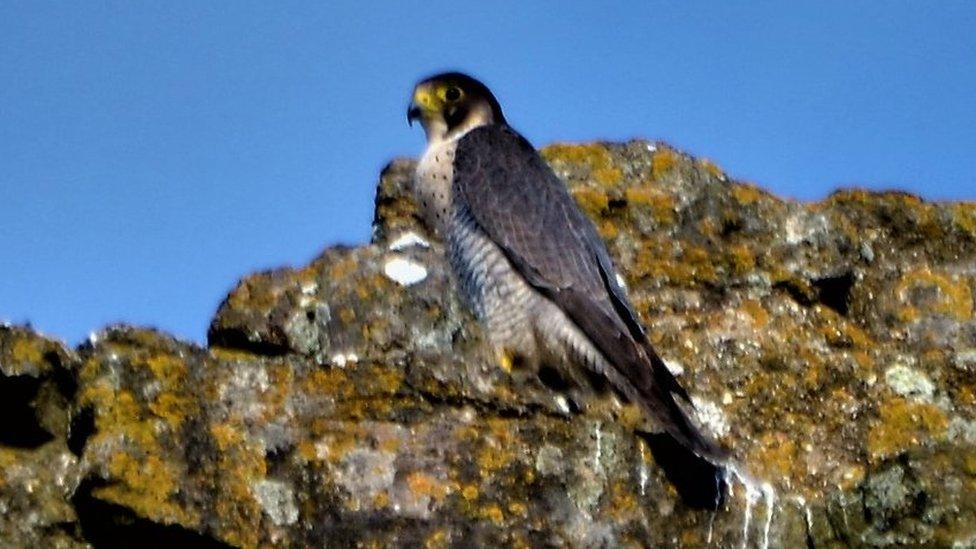 Peregrine at Corfe Castle, Dorset