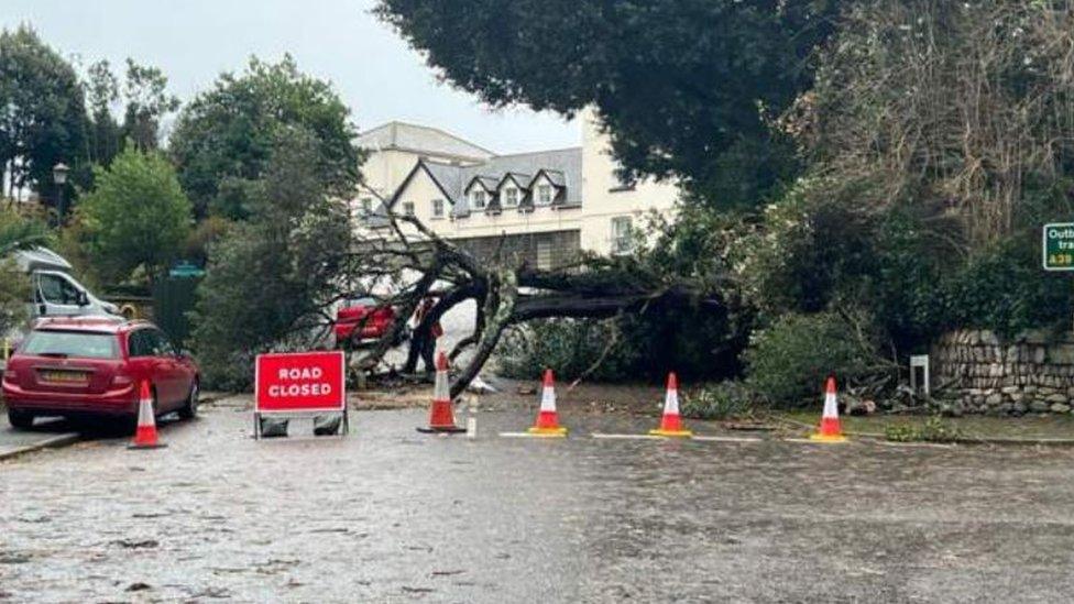 A fallen tree on Castle Drive, Falmouth