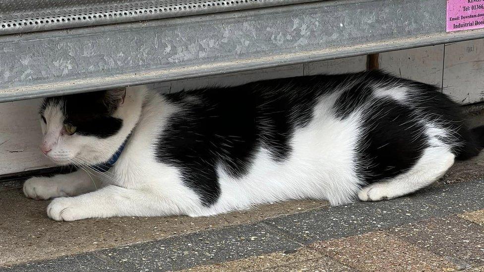 Dave the cat under a shop shutter