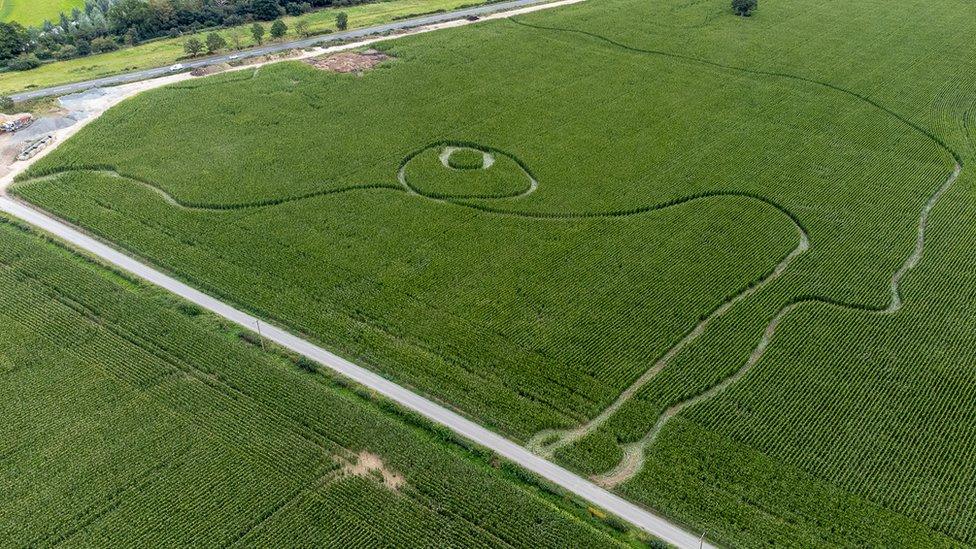 Damaged maize field seen from above