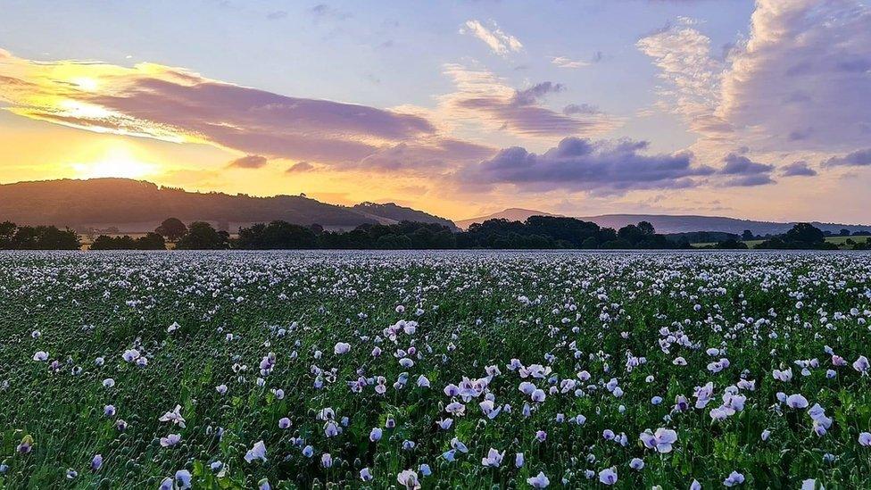 White poppies in a field