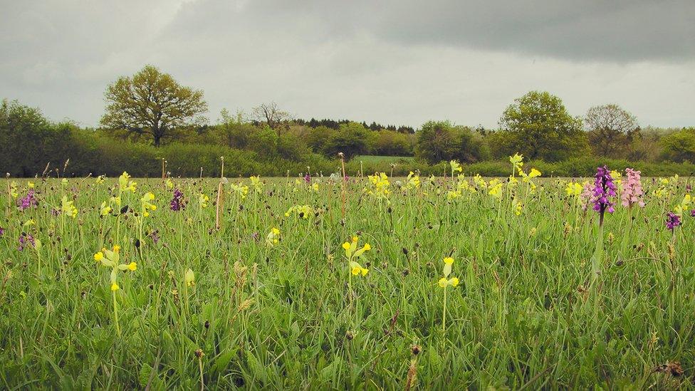 Bernwood Meadows