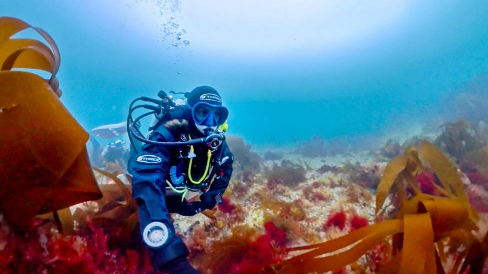 Scientist's lifelong obsession with mystery of elusive 'pink zebra' seaweed