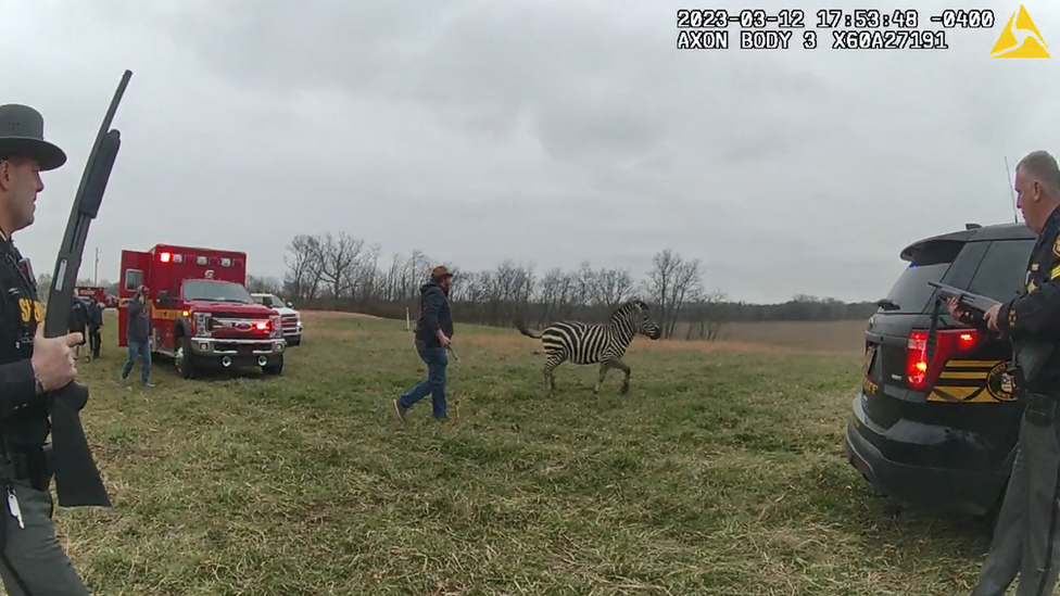 Deputies surround a zebra.