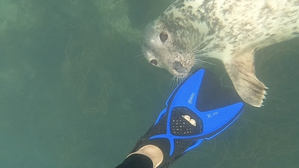 Seal underwater by Allie's foot