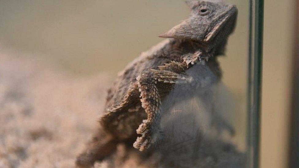 One of the rescued lizards