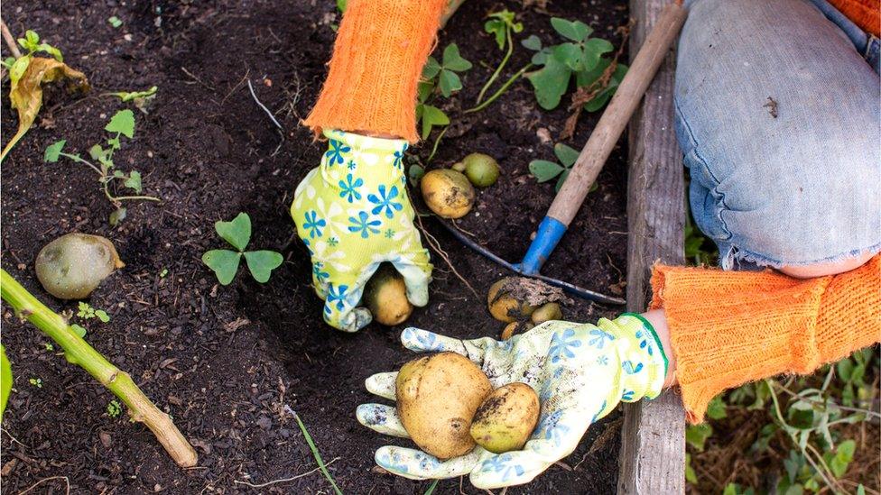 Vegetable patch - stock photo