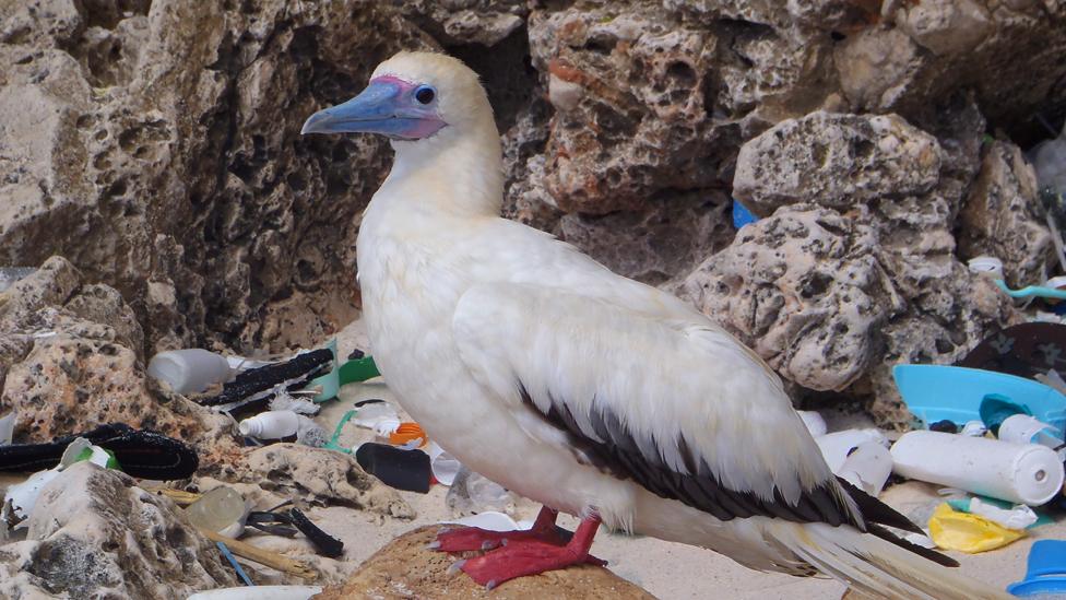 Bird and plastic