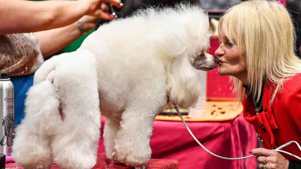 A poodle and its owner sharing a kiss