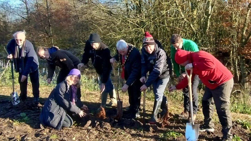 Trees being planted