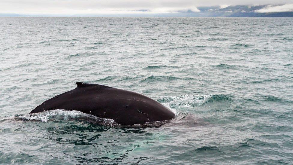 humpback-whale.