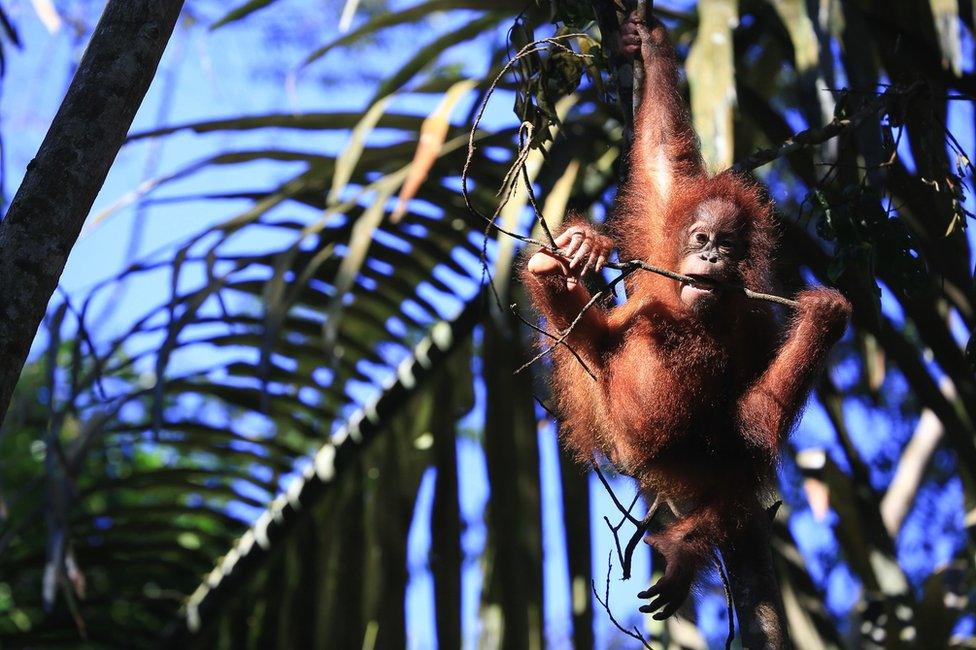 A juvenile orangutan