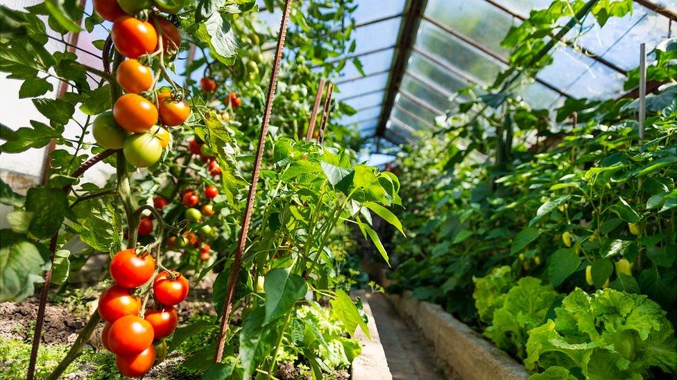 greenhouse with rows of lettuce and tomatoes