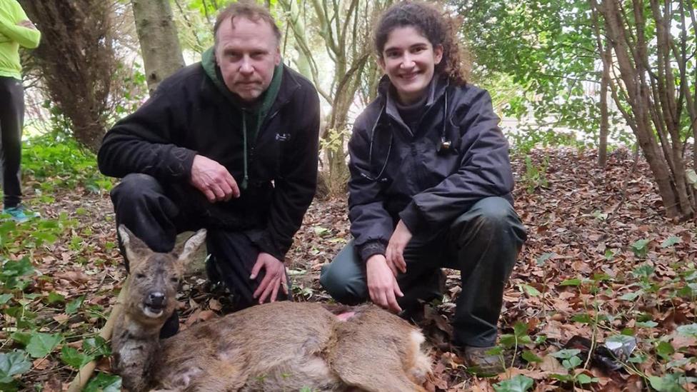 Deer with its rescuers