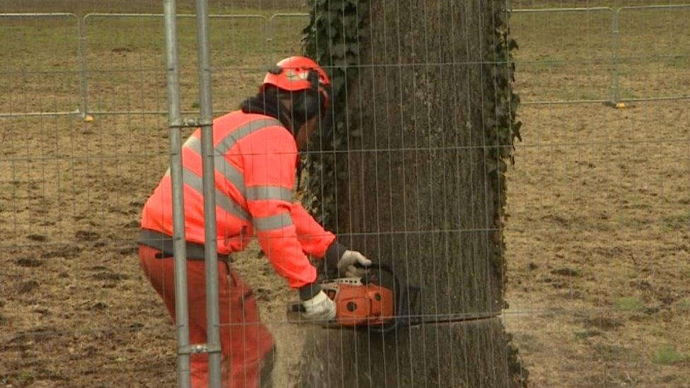 A person in high-vis jacket cuts down a tree