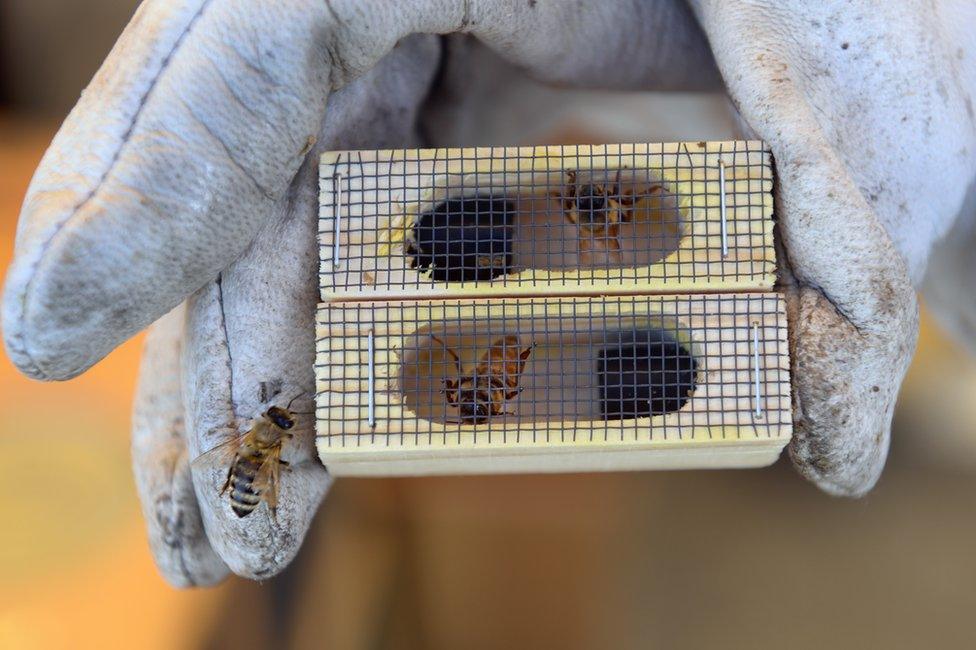 A bee handler holds a cage containing a pair of queen bees