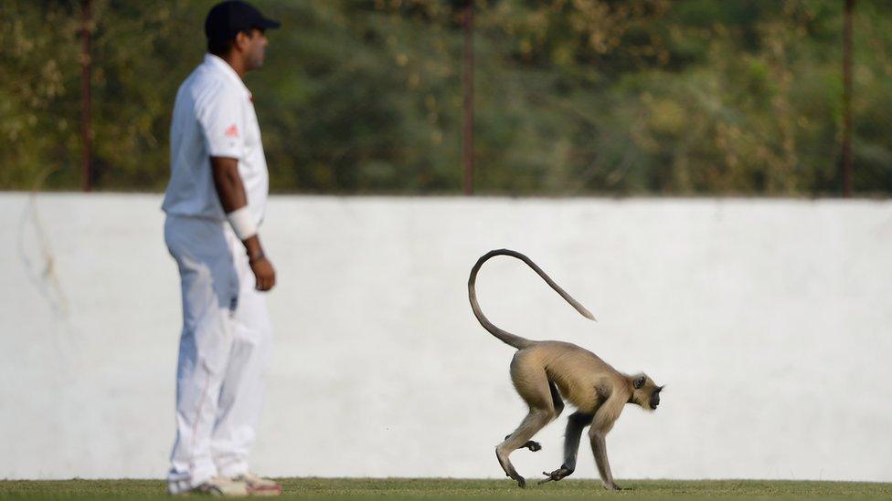 Monkey on cricket pitch.