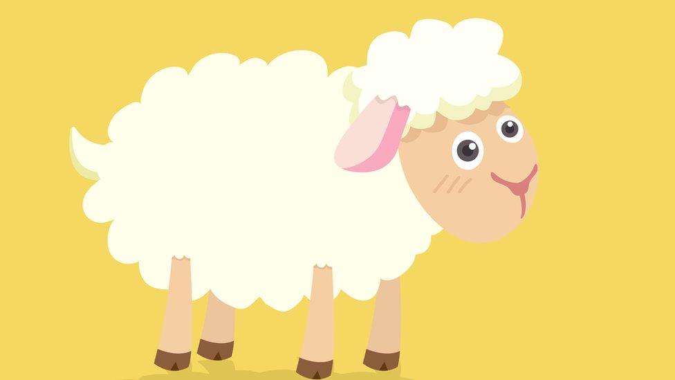 sheep cartoon