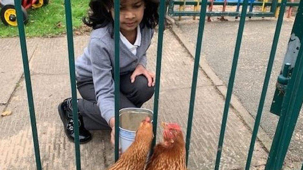 Aminah and chickens