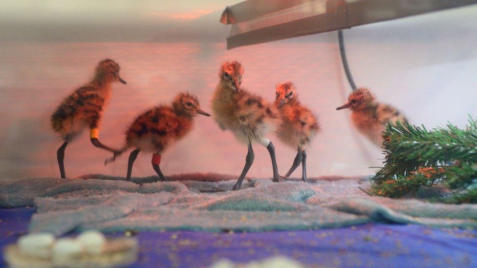 Godwit chicks