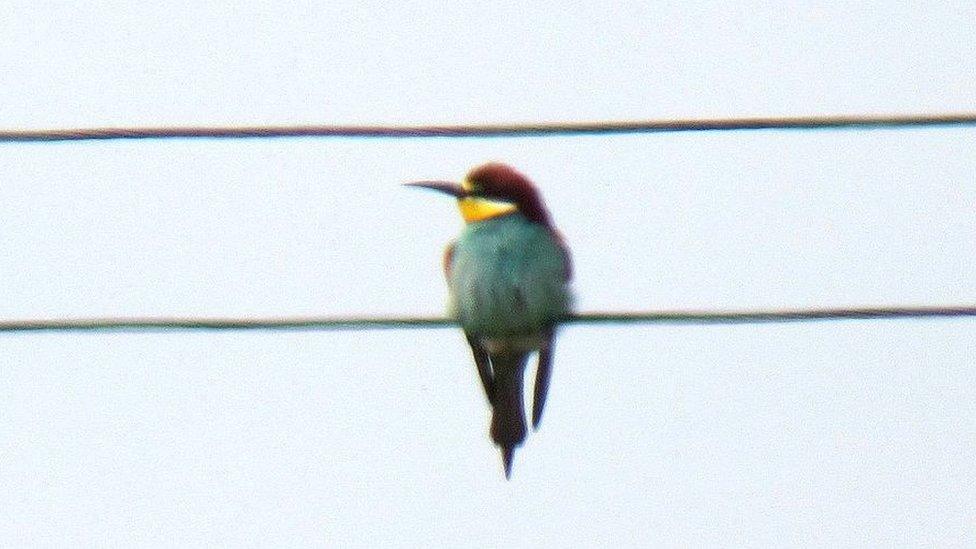 Bee-eater