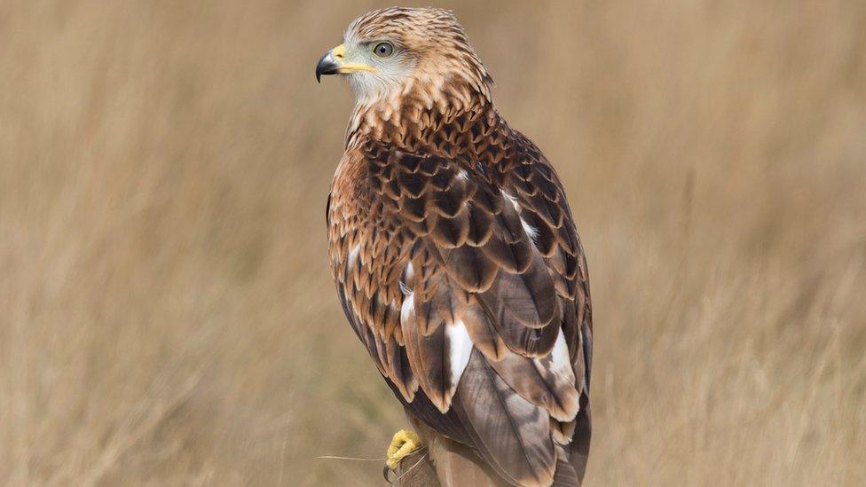 Red kite