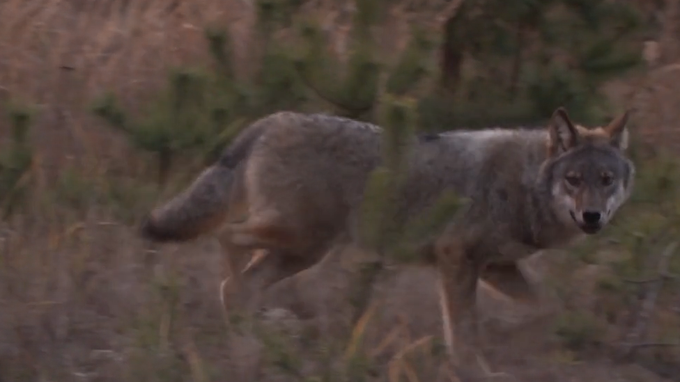 Wolf in Danish provicne of Jultand, 2018